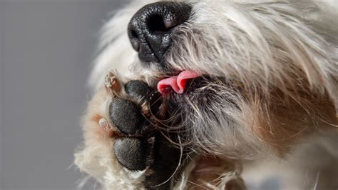 cane che si lecca ossessivamente le zampe|More.